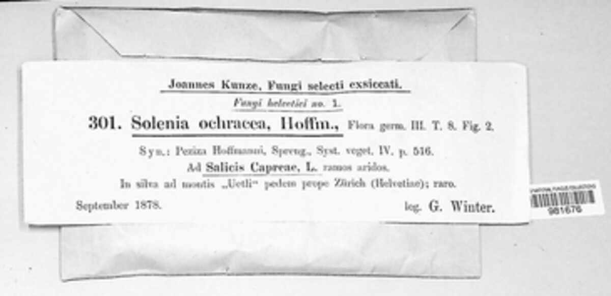 Maireina ochracea image